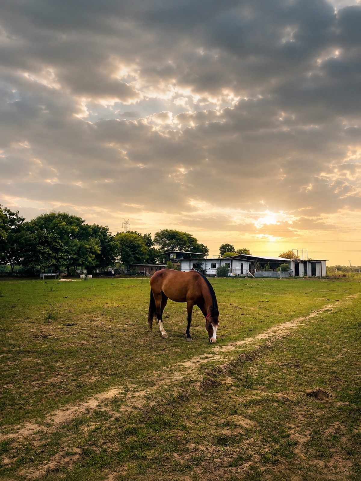Landscapes album cover — horse grazing at dusk